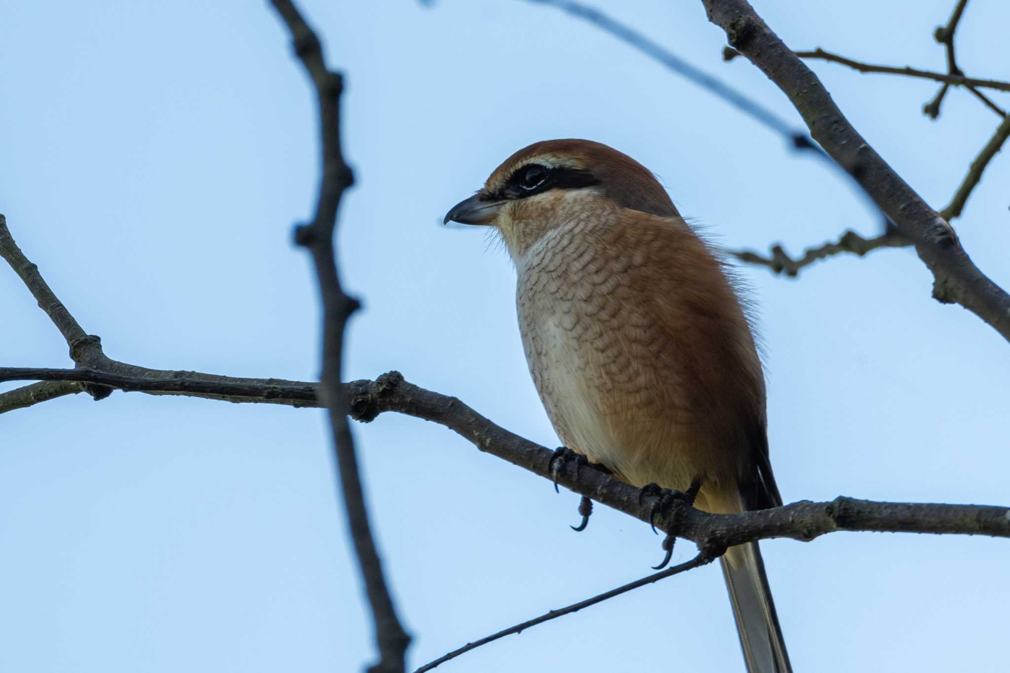 2023年10月2日(月) 逆井城跡公園の野鳥観察記録 by MNB EBSW 2023年10月2日(月) 逆井城跡公園の野鳥観察記録 by MNB EBSW