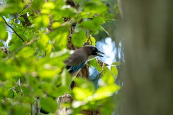 2023年10月3日(火) 逆井城跡公園の野鳥観察記録