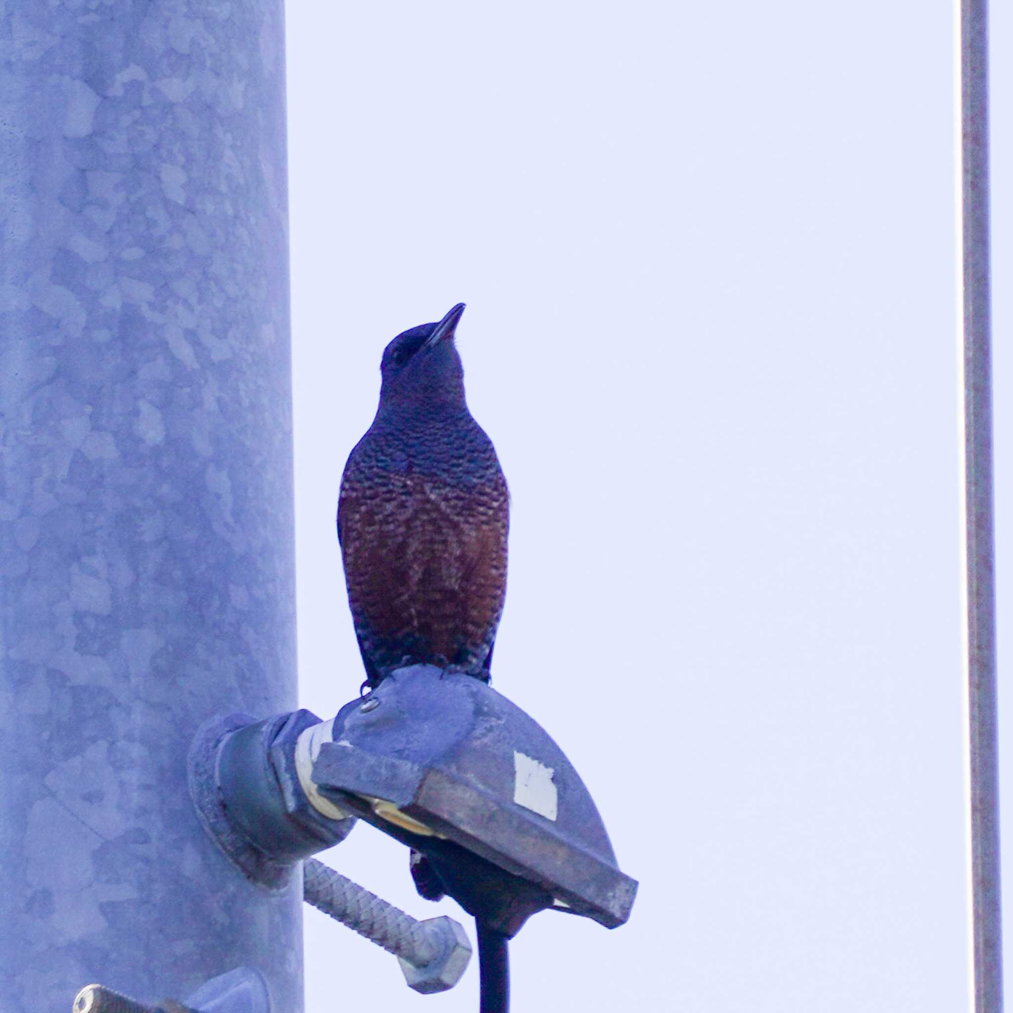 Photo of Blue Rock Thrush at  by misa X