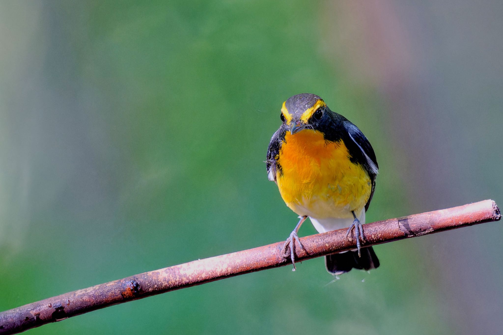 Narcissus Flycatcher