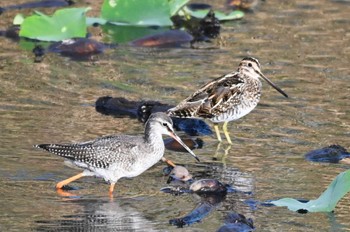 Spotted Redshank 霞ヶ浦 Sat, 9/30/2023