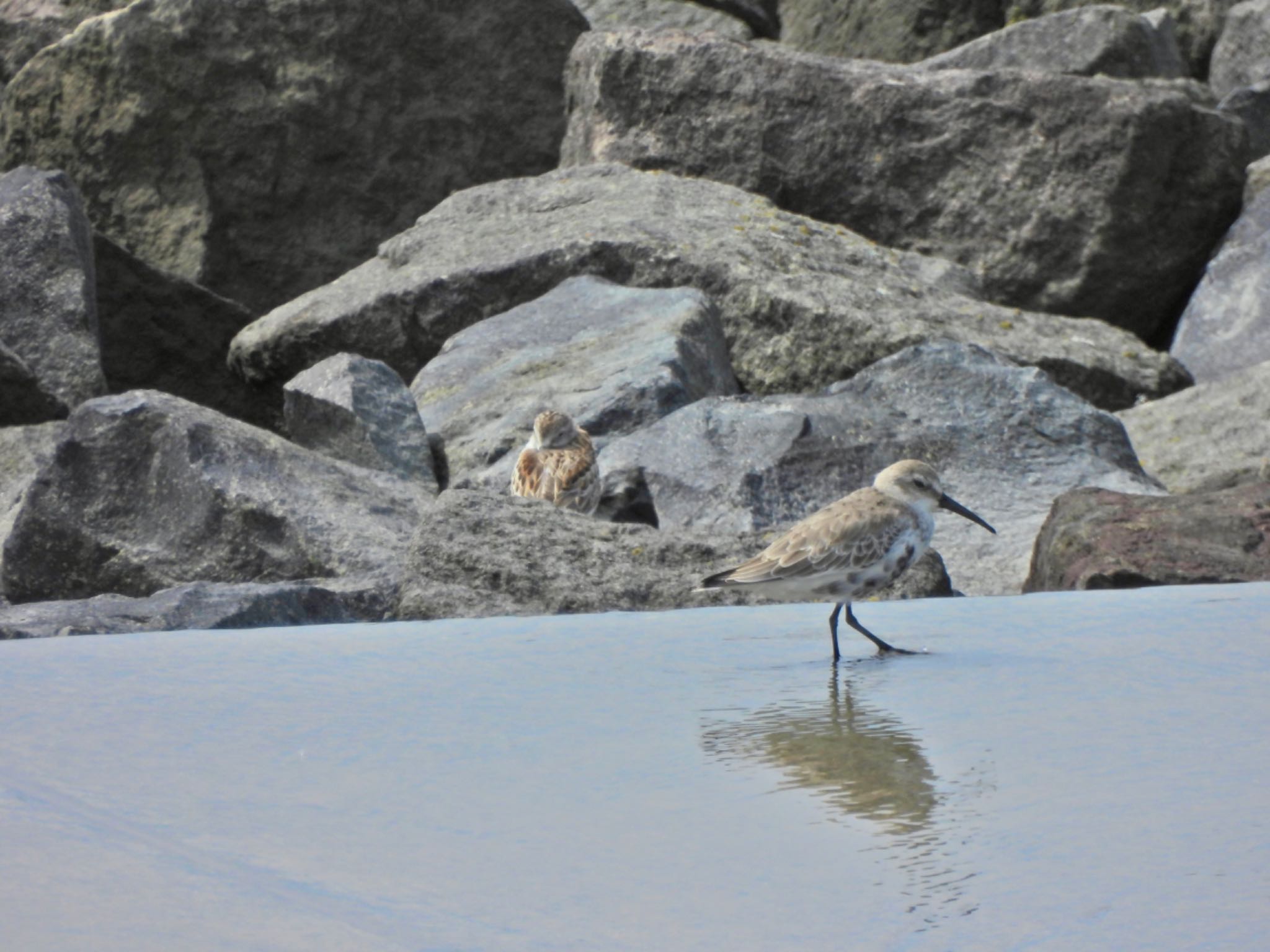 Western Sandpiper