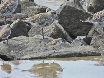 Sun, 10/1/2023 Birding report at Daijugarami Higashiyoka Coast