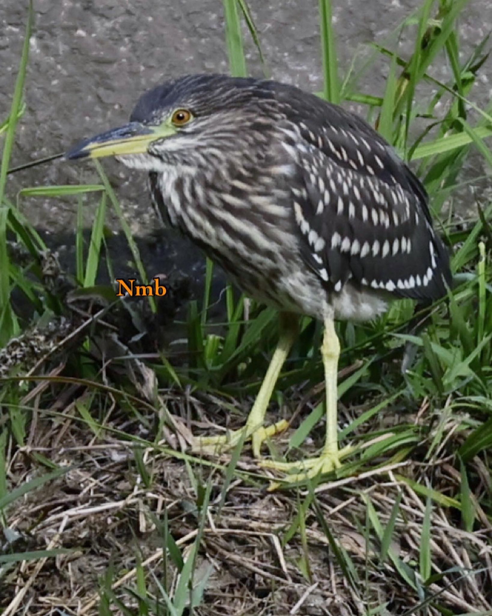 Photo of Black-crowned Night Heron at  by soul.number.358