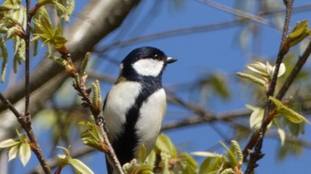 2023年4月1日(土) 馬見丘陵公園の野鳥観察記録