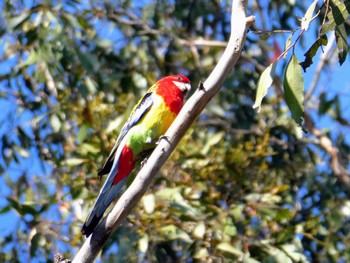 Eastern Rosella Australian Botanic Garden(Mt Annan) Sat, 9/30/2023