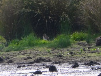 オオジシギ Central Coast Wetlands Pioneer Dairy(NSW) 2023年10月2日(月)