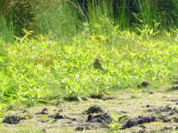 オオジシギ Central Coast Wetlands Pioneer Dairy(NSW) 2023年10月2日(月)