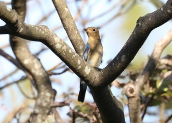 オオルリ 舞岡公園 2023年10月3日(火)