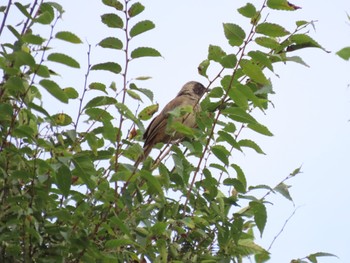 2023年10月3日(火) ＭＦの野鳥観察記録