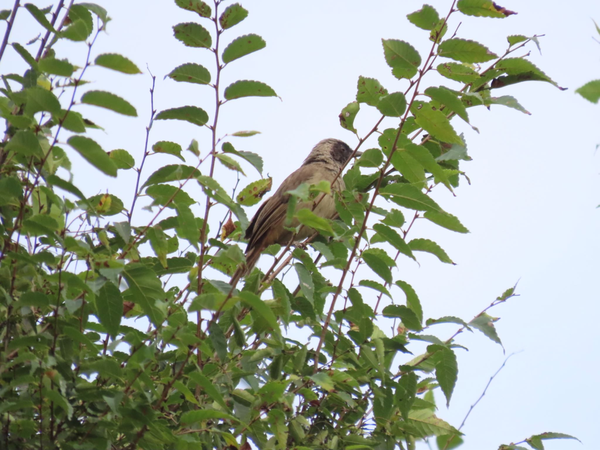 Masked Laughingthrush