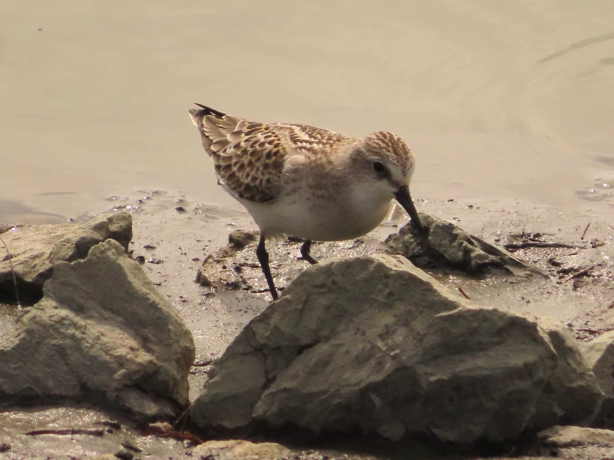 Red-necked Stint