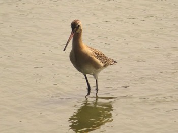 Black-tailed Godwit Isanuma Sun, 9/24/2023