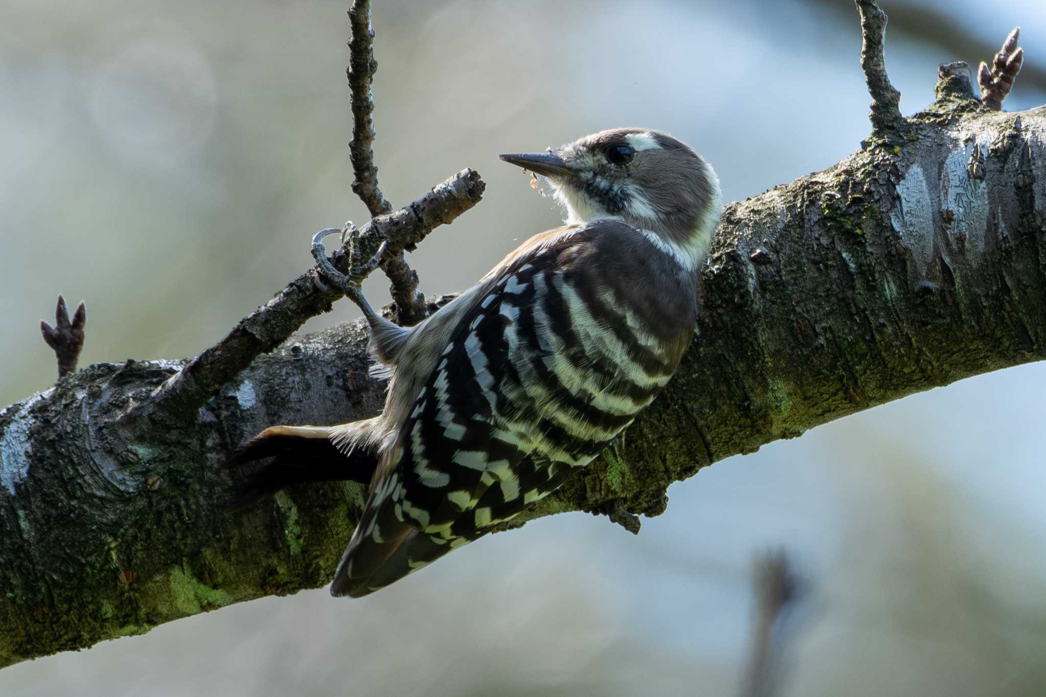 2023年10月2日(月) 逆井城跡公園の野鳥観察記録 by MNB EBSW 2023年10月2日(月) 逆井城跡公園の野鳥観察記録 by MNB EBSW