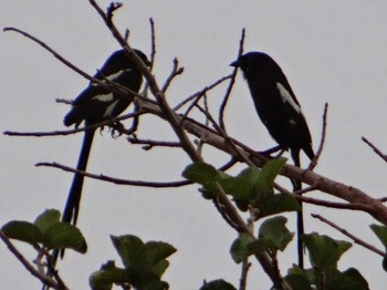 Magpie Shrike ザンビア Fri, 12/13/2013