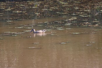 ハシビロガモ 札幌モエレ沼公園 2023年10月3日(火)