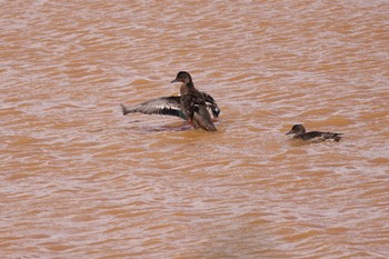 2023年10月3日(火) 札幌モエレ沼公園の野鳥観察記録