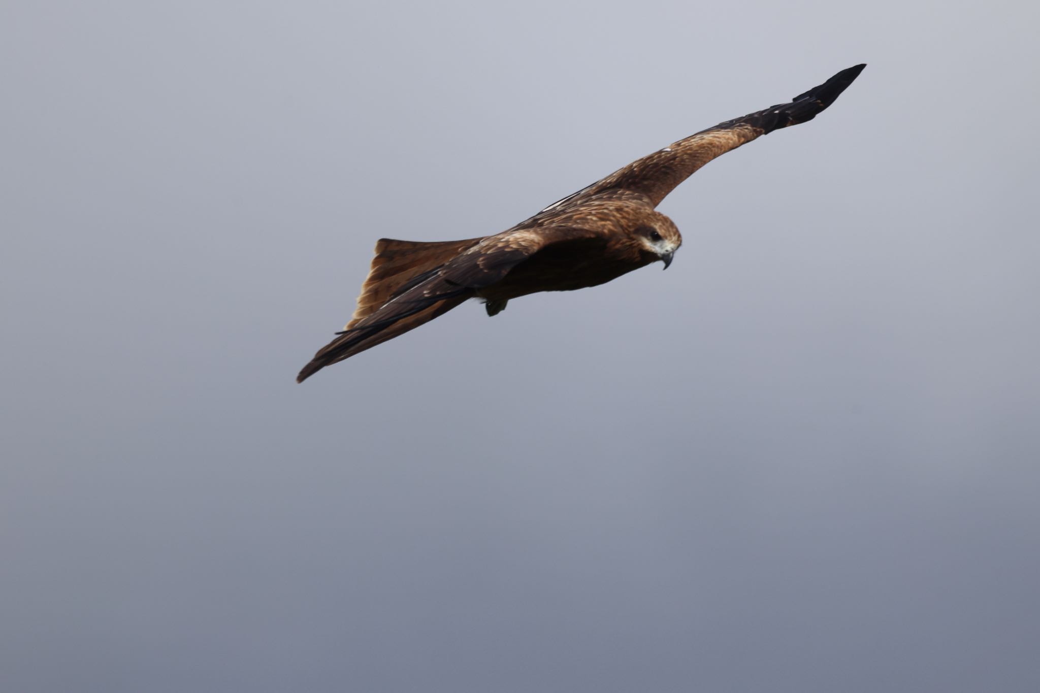 Photo of Black Kite at 札幌モエレ沼公園 by will 73