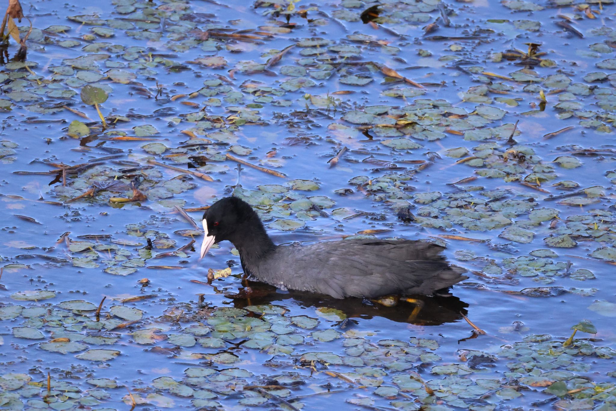 Photo of Eurasian Coot at 札幌モエレ沼公園 by will 73