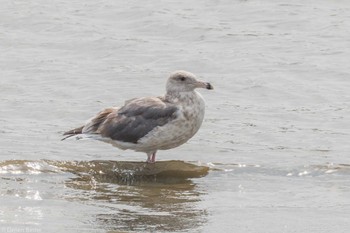 Sun, 10/1/2023 Birding report at 多摩川河口(羽田)