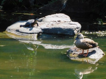 カルガモ 日比谷公園 2023年10月3日(火)