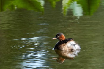 Little Grebe 筑波実験植物園 Tue, 10/3/2023