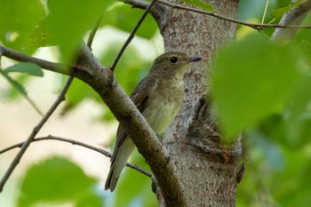 2023年10月3日(火) 筑波実験植物園の野鳥観察記録