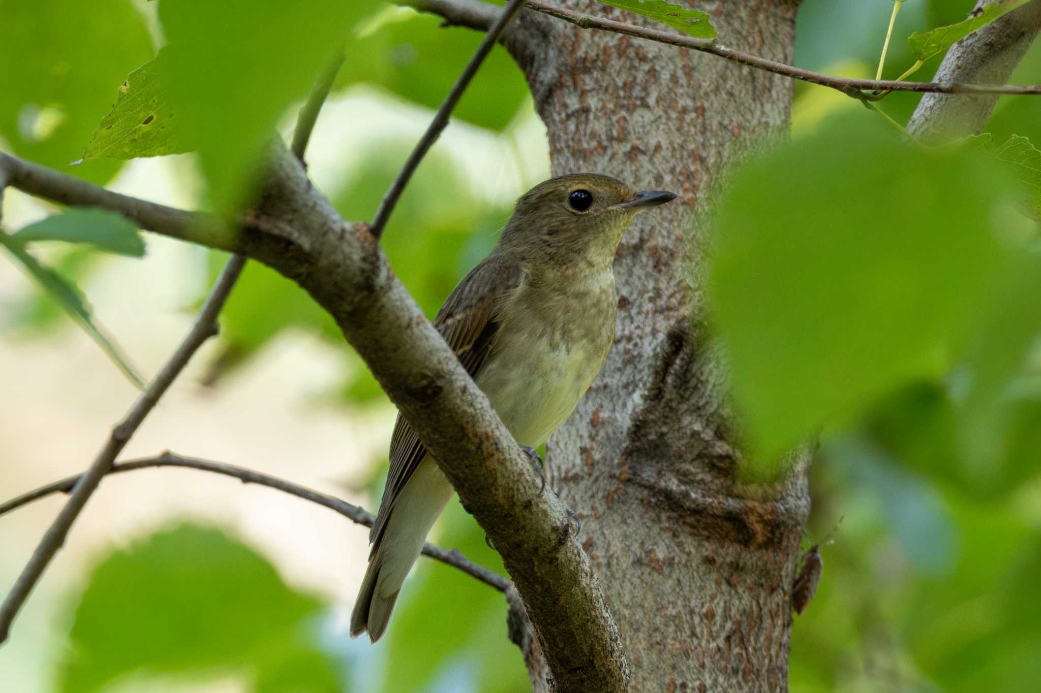 Narcissus Flycatcher