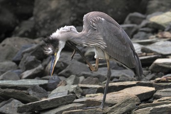 アオサギ 東京港野鳥公園 2023年10月1日(日)