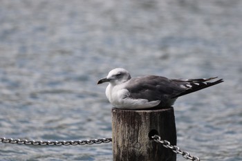 Black-tailed Gull 大濠公園 Thu, 9/21/2023