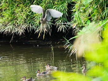 Black-crowned Night Heron Teganuma Sun, 10/1/2023