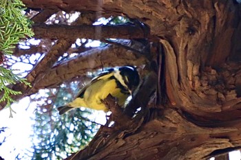 Yellow-bellied Tit 杉並区 Thu, 2/2/2023