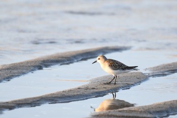 トウネン 場所が不明 2018年9月5日(水)