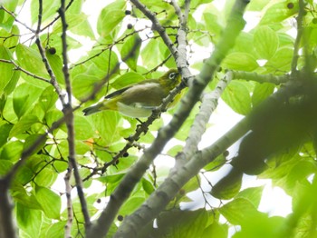 Warbling White-eye Teganuma Sun, 10/1/2023