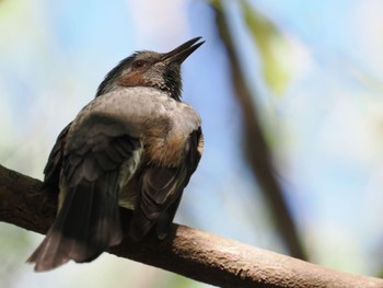 Brown-eared Bulbul 芦屋市総合公園 Sun, 9/24/2023