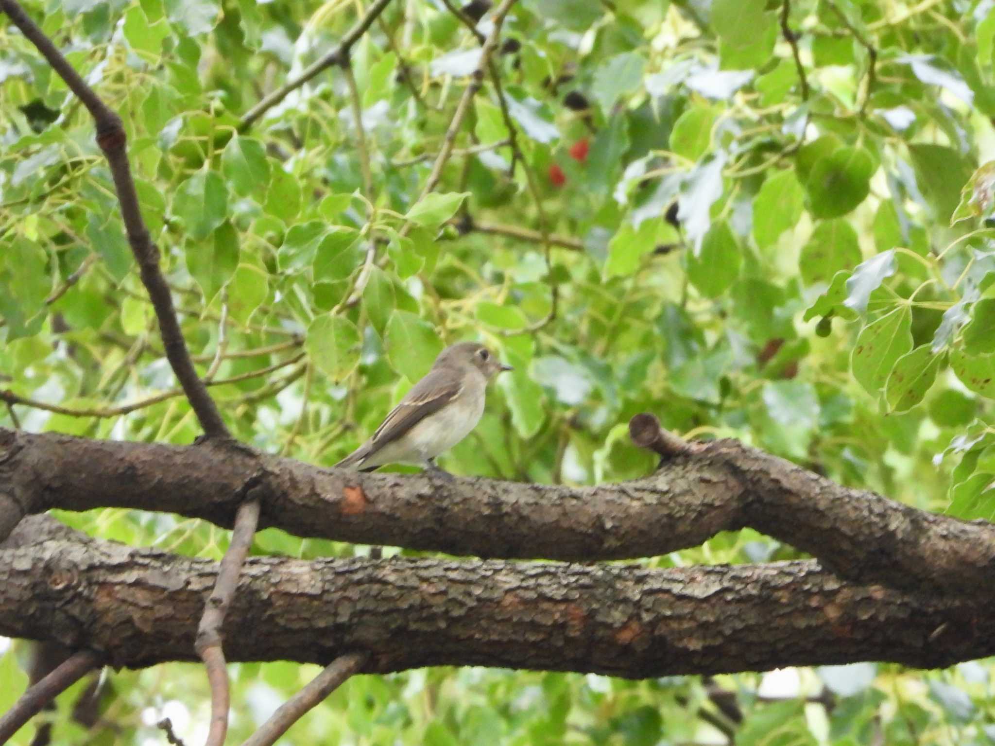 Photo of Asian Brown Flycatcher at マイフィールドa by ｱ