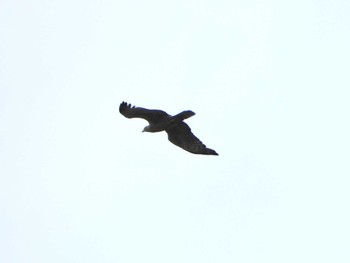 Crested Honey Buzzard 武山(神奈川県横須賀市) Sun, 9/24/2023