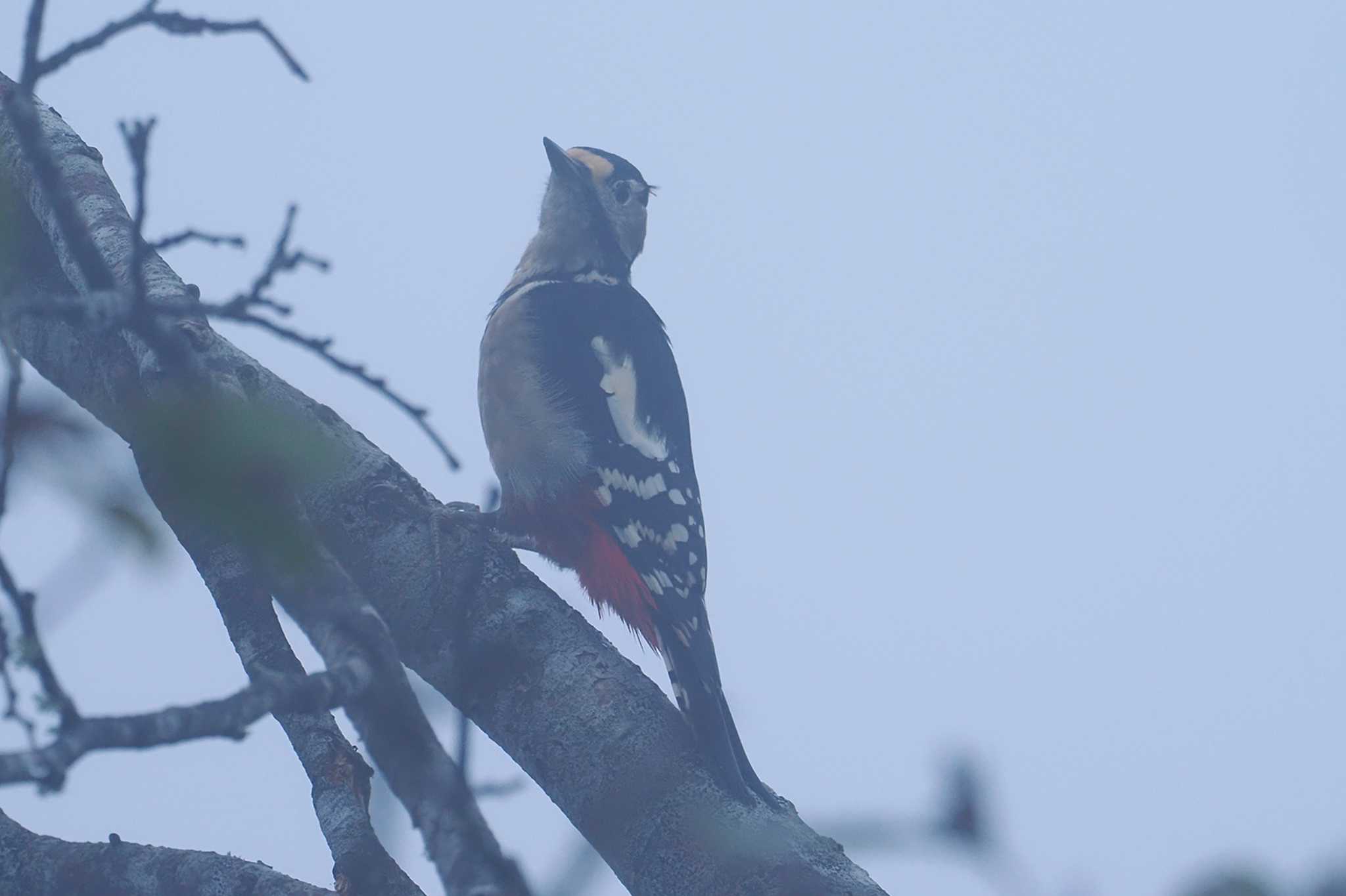 Great Spotted Woodpecker