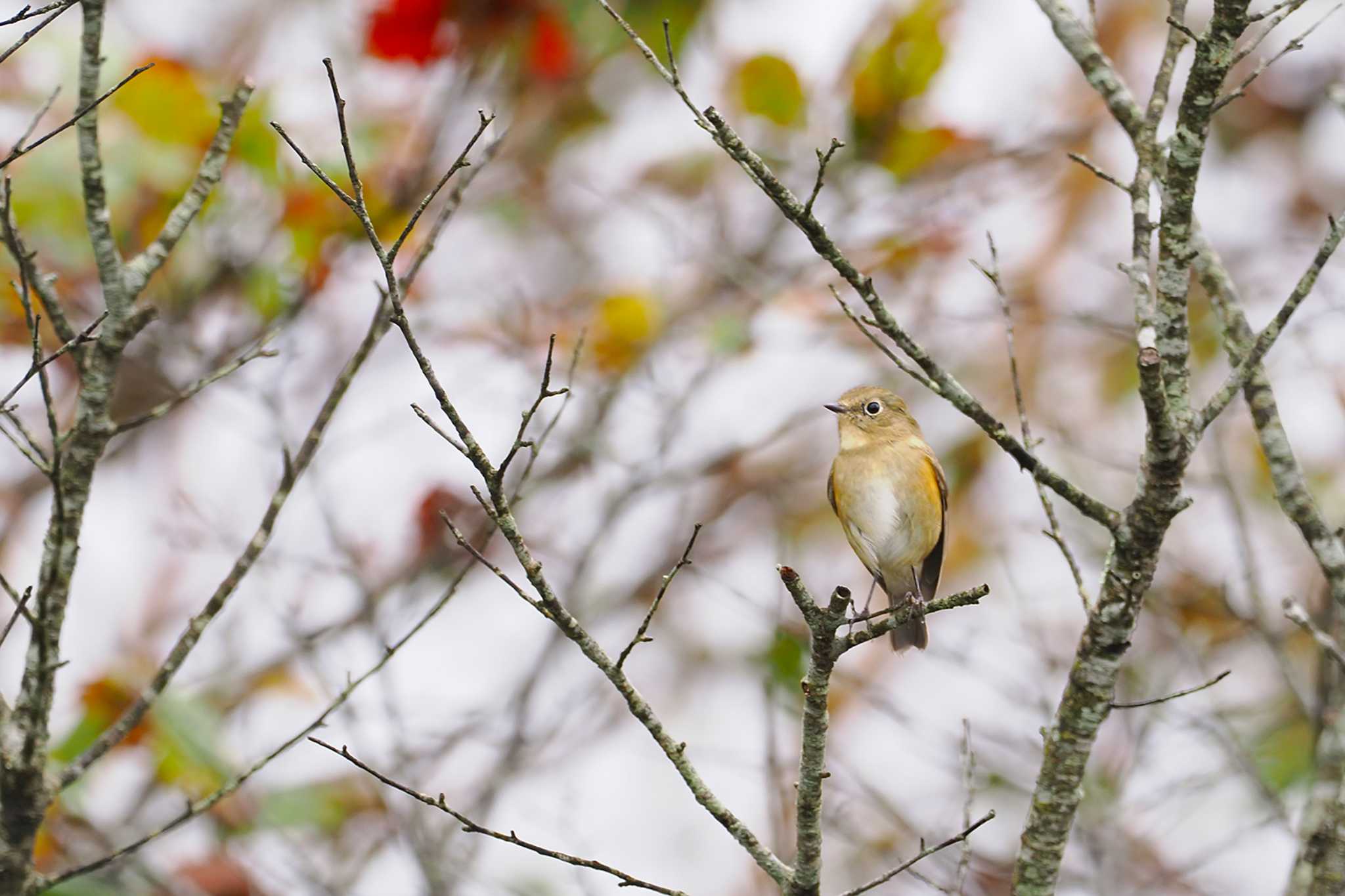 Red-flanked Bluetail