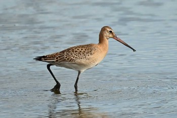 Black-tailed Godwit Isanuma Mon, 9/25/2023