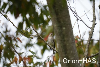 Asian Brown Flycatcher 東京都多摩地域 Tue, 10/3/2023