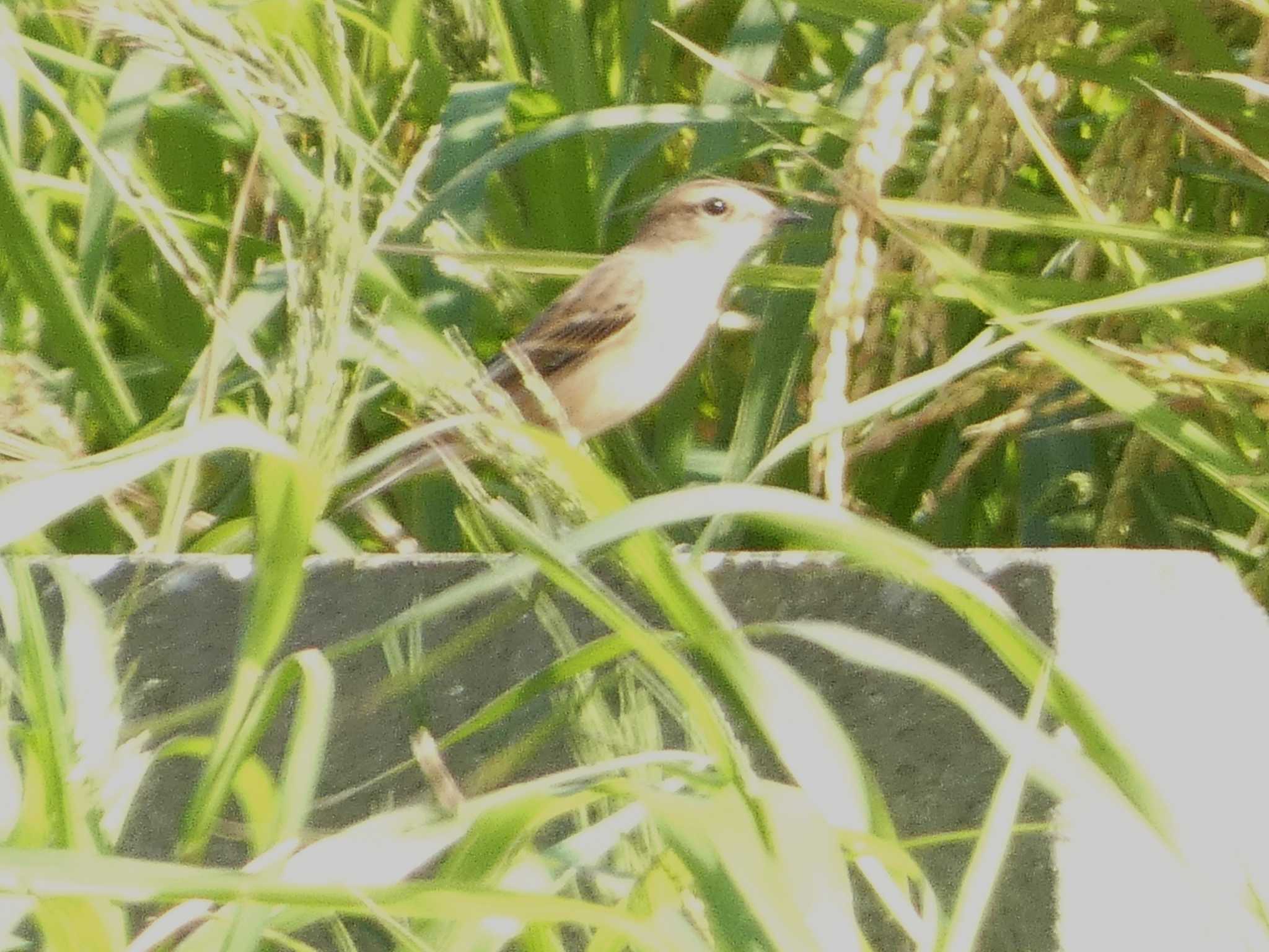 Amur Stonechat