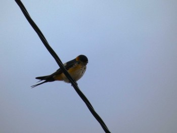 Red-rumped Swallow 裾野 Sat, 9/30/2023