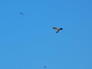 Chinese Sparrowhawk Yoron Island Tue, 9/18/2018