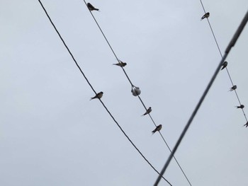 Red-rumped Swallow 裾野 Sat, 9/30/2023