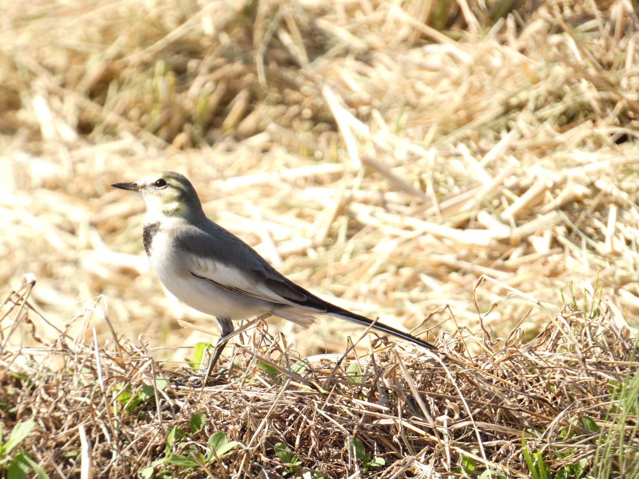 Photo of White Wagtail at 浮島ヶ原自然公園 by koshi