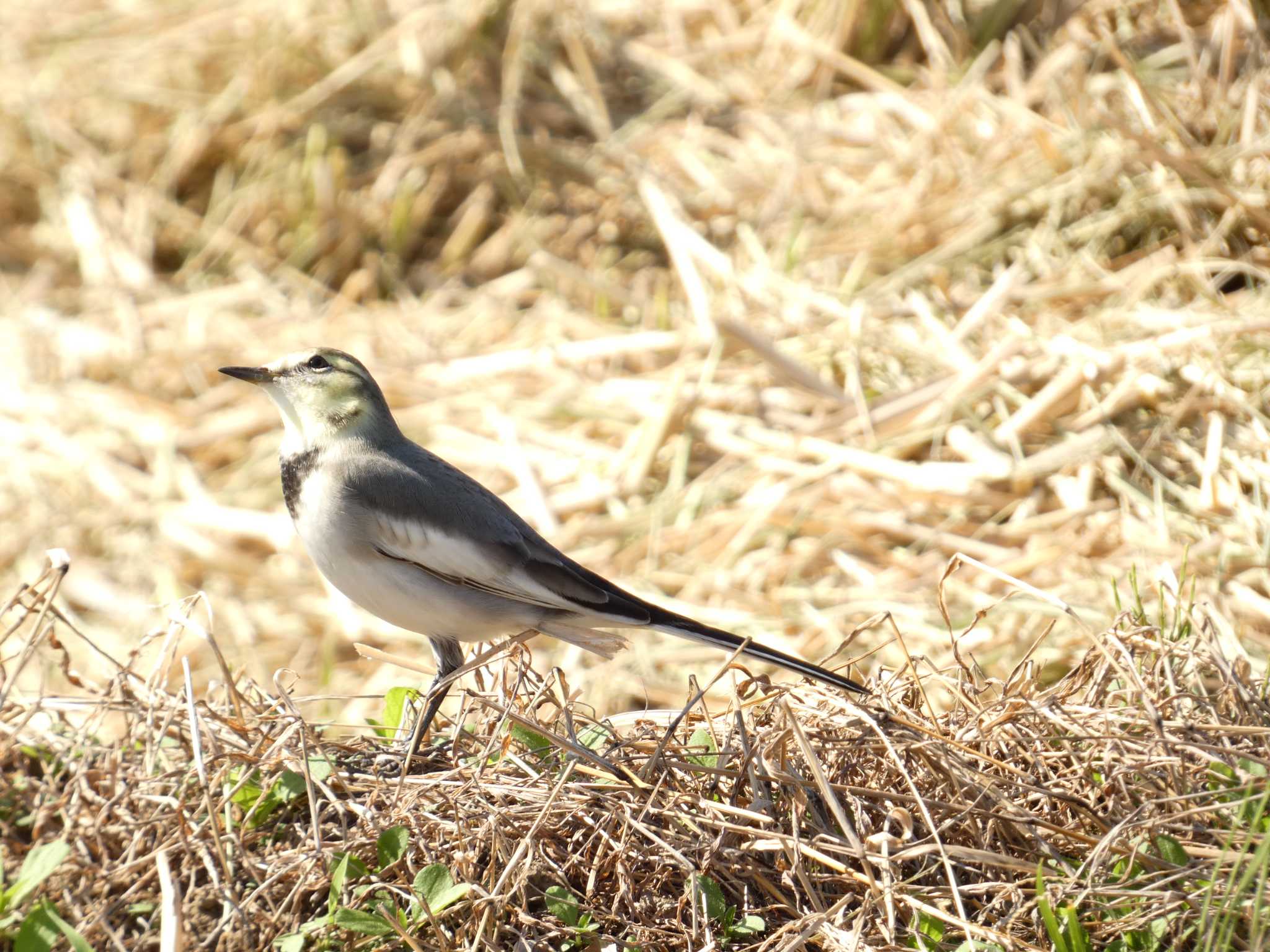 White Wagtail