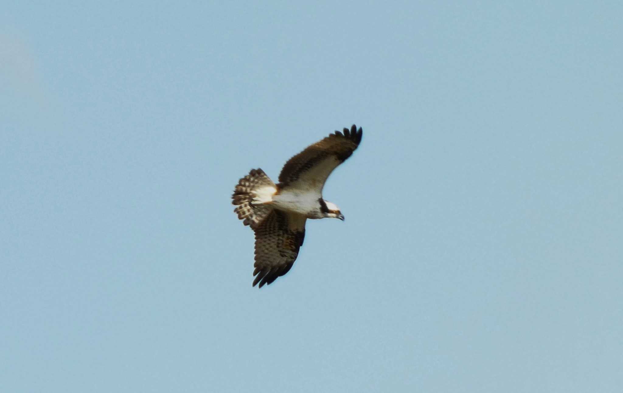 Photo of Osprey at 浮島ヶ原自然公園 by koshi