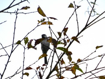 2023年9月30日(土) 西臼塚の野鳥観察記録