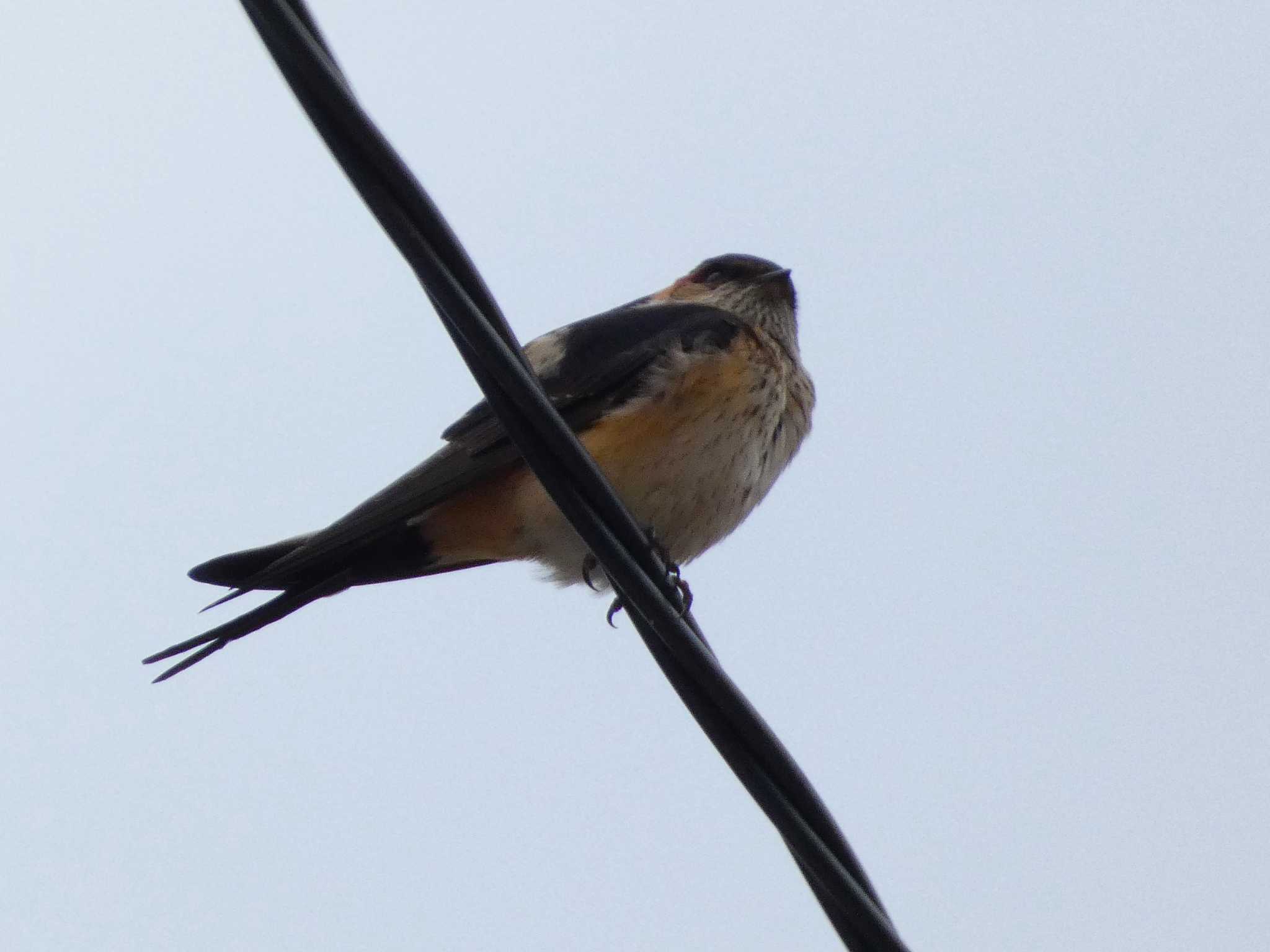 Photo of Red-rumped Swallow at 裾野 by koshi